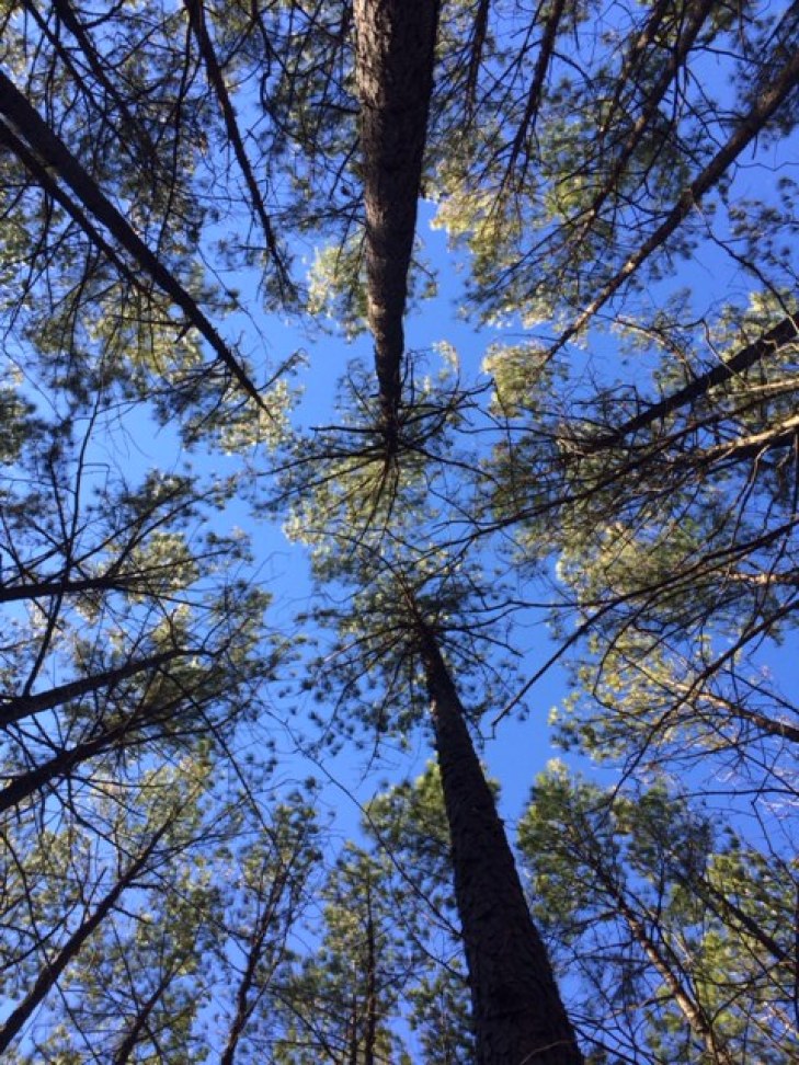 Trees from Below